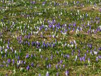 Blühende Krokuswiese Ausschnitt